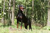 DOBERMANN 836